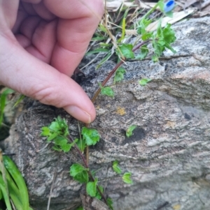 Veronica persica at Bungendore, NSW - 25 Aug 2022