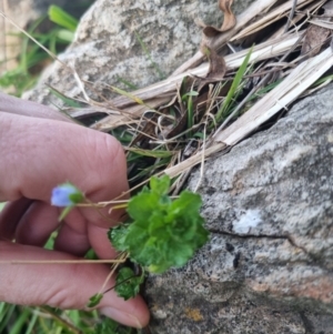 Veronica persica at Bungendore, NSW - 25 Aug 2022