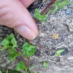 Veronica persica at Bungendore, NSW - 25 Aug 2022