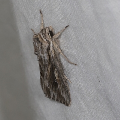 Persectania ewingii (Southern Armyworm) at Higgins, ACT - 26 Apr 2022 by AlisonMilton