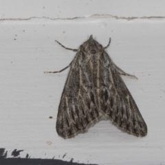 Ciampa arietaria (Brown Pasture Looper Moth) at Higgins, ACT - 26 Apr 2022 by AlisonMilton