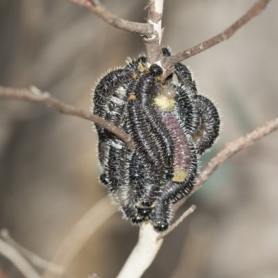 Perginae sp. (subfamily) (Unidentified pergine sawfly) at McKellar, ACT - 25 Aug 2022 by AlisonMilton