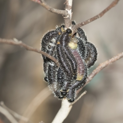 Perga dorsalis (Steel-blue sawfly, spitfire) at McKellar, ACT - 25 Aug 2022 by AlisonMilton