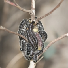 Perga dorsalis at McKellar, ACT - 25 Aug 2022 12:52 PM