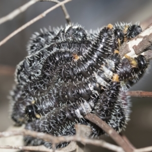 Perga dorsalis at McKellar, ACT - 25 Aug 2022 12:52 PM