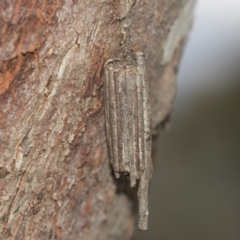 Clania (genus) (A case moth) at Lake Ginninderra - 25 Aug 2022 by AlisonMilton
