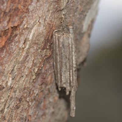 Clania (genus) (A case moth) at McKellar, ACT - 25 Aug 2022 by AlisonMilton