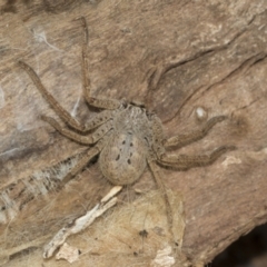 Sparassidae (family) (A Huntsman Spider) at McKellar, ACT - 25 Aug 2022 by AlisonMilton