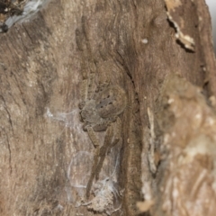 Sparassidae (family) at McKellar, ACT - 25 Aug 2022 01:05 PM