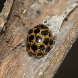 Harmonia conformis at McKellar, ACT - 25 Aug 2022 01:10 PM