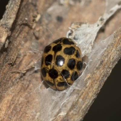 Harmonia conformis (Common Spotted Ladybird) at McKellar, ACT - 25 Aug 2022 by AlisonMilton