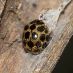 Harmonia conformis at McKellar, ACT - 25 Aug 2022