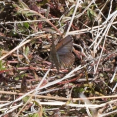 Paralucia spinifera (Bathurst or Purple Copper Butterfly) at suppressed - 25 Aug 2022 by RAllen