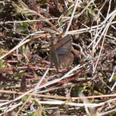 Paralucia crosbyi (Violet Copper Butterfly) by RAllen