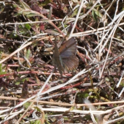 Paralucia crosbyi (Violet Copper Butterfly) at Rendezvous Creek, ACT - 25 Aug 2022 by RAllen