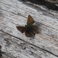 Paralucia crosbyi (Violet Copper Butterfly) at Rendezvous Creek, ACT - 25 Aug 2022 by RAllen