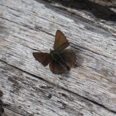 Paralucia spinifera (Bathurst or Purple Copper Butterfly) at suppressed - 25 Aug 2022 by RAllen