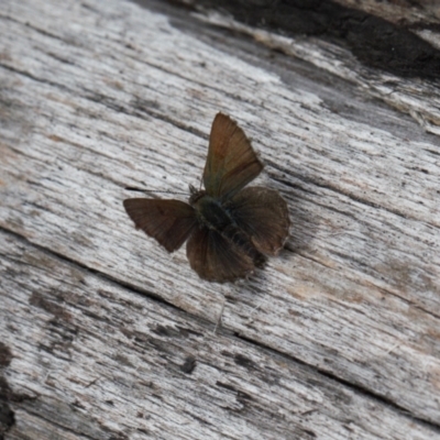 Paralucia crosbyi (Violet Copper Butterfly) at Rendezvous Creek, ACT - 25 Aug 2022 by RAllen