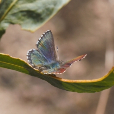 Paralucia spinifera (Bathurst or Purple Copper Butterfly) at suppressed - 25 Aug 2022 by RAllen