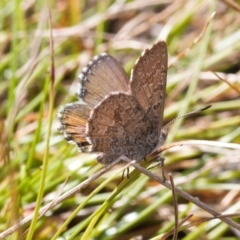 Paralucia spinifera (Bathurst or Purple Copper Butterfly) at suppressed - 25 Aug 2022 by RAllen