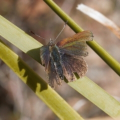 Paralucia crosbyi (Violet Copper Butterfly) at Rendezvous Creek, ACT - 25 Aug 2022 by RAllen