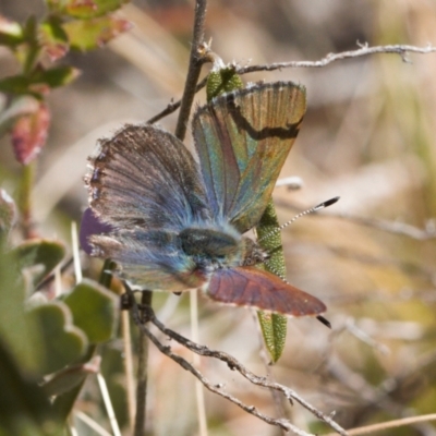 Paralucia crosbyi (Violet Copper Butterfly) by RAllen