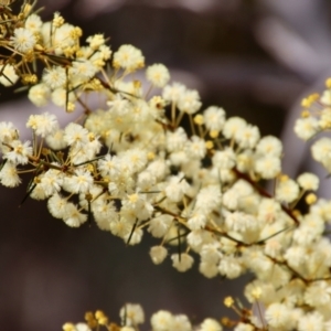 Acacia genistifolia at Bungendore, NSW - 25 Aug 2022