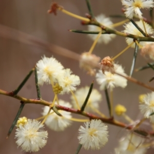 Acacia genistifolia at Bungendore, NSW - 25 Aug 2022