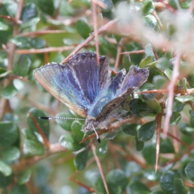 Paralucia spinifera (Bathurst or Purple Copper Butterfly) at Rendezvous Creek, ACT - 25 Aug 2022 by RAllen