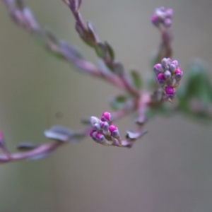 Comesperma ericinum at Bungendore, NSW - 25 Aug 2022