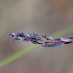 Comesperma ericinum at Bungendore, NSW - 25 Aug 2022