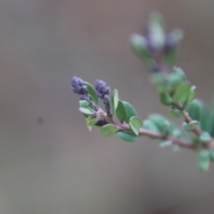 Comesperma ericinum at Bungendore, NSW - 25 Aug 2022