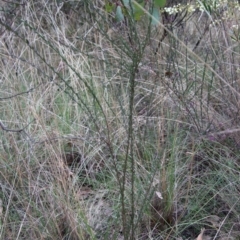 Comesperma ericinum at Bungendore, NSW - 25 Aug 2022 11:48 AM