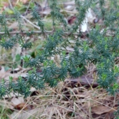 Cassinia aculeata subsp. aculeata (Dolly Bush, Common Cassinia, Dogwood) at Hawker, ACT - 24 Aug 2022 by sangio7
