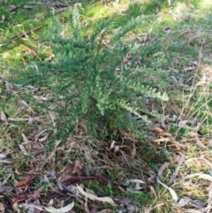 Cassinia aculeata subsp. aculeata at Hawker, ACT - 24 Aug 2022