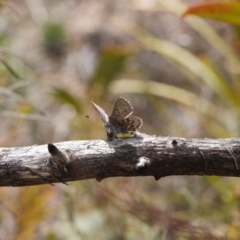 Paralucia spinifera (Bathurst or Purple Copper Butterfly) at suppressed - 25 Aug 2022 by RAllen