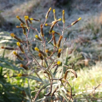 Senecio quadridentatus (Cotton Fireweed) at Hawker, ACT - 23 Aug 2022 by sangio7