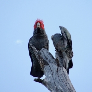 Callocephalon fimbriatum at Hughes, ACT - 25 Aug 2022