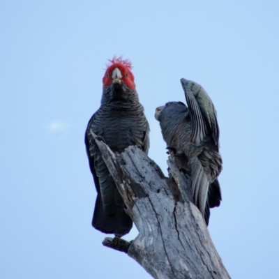 Callocephalon fimbriatum (Gang-gang Cockatoo) at Hughes, ACT - 25 Aug 2022 by LisaH