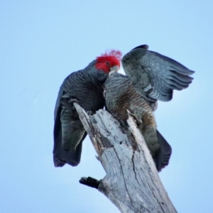 Callocephalon fimbriatum at Hughes, ACT - 25 Aug 2022