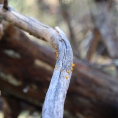 Heterotextus sp. at Mongarlowe, NSW - 21 Aug 2022