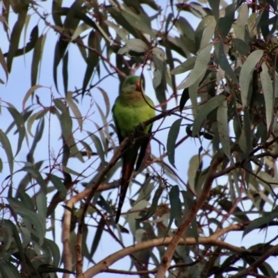 Polytelis swainsonii (Superb Parrot) at Deakin, ACT - 25 Aug 2022 by LisaH
