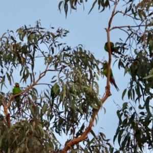 Polytelis swainsonii at Deakin, ACT - suppressed