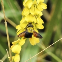 Amegilla (Asaropoda) sp. (genus & subgenus) at Mowbray, QLD - 8 Aug 2022 by GlossyGal