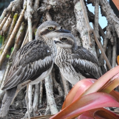 Burhinus grallarius (Bush Stone-curlew) at Oak Beach, QLD - 6 Aug 2022 by GlossyGal