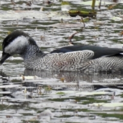 Nettapus pulchellus (Green Pygmy-Goose) at Smithfield, QLD - 9 Aug 2022 by GlossyGal