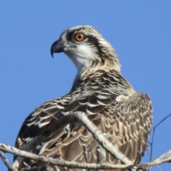 Pandion haliaetus at Mowbray, QLD - suppressed