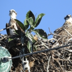 Pandion haliaetus at Mowbray, QLD - suppressed