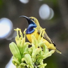 Cinnyris frenatus (Sahul Sunbird) at Oak Beach, QLD - 5 Aug 2022 by GlossyGal