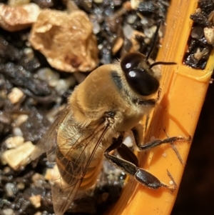 Apis mellifera at Hughes, ACT - 26 Aug 2022